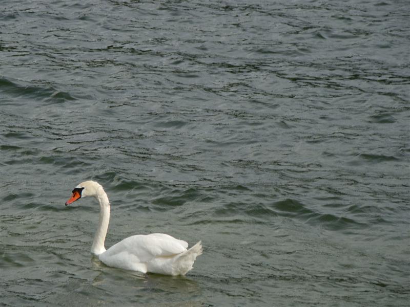 DSC02180 (Medium).JPG