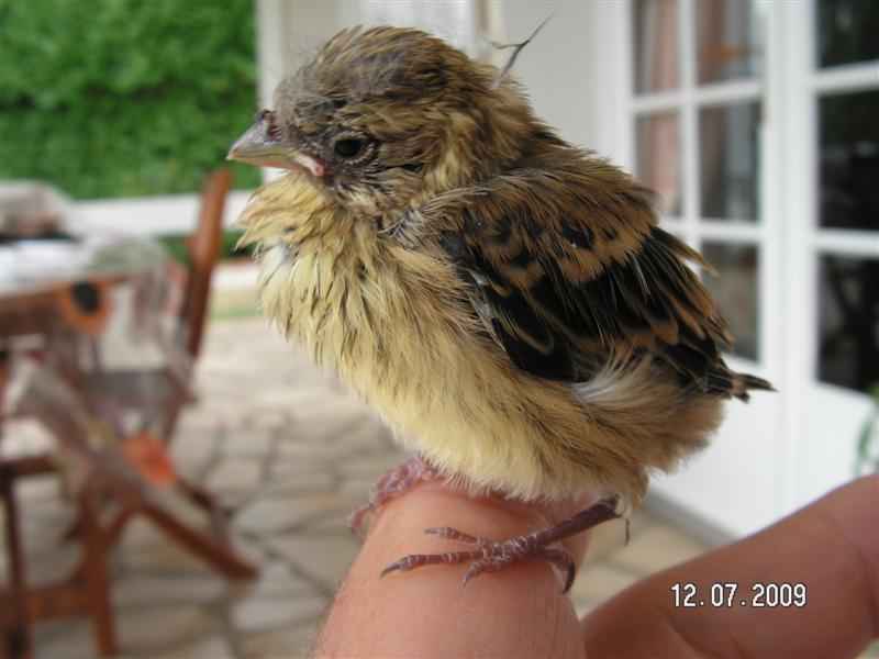 Un p'tit tombé du nid, nourri à la pince à épiler pendant 24H, avant de retrouver son nid et de l'y remettre à 4m de hauteur