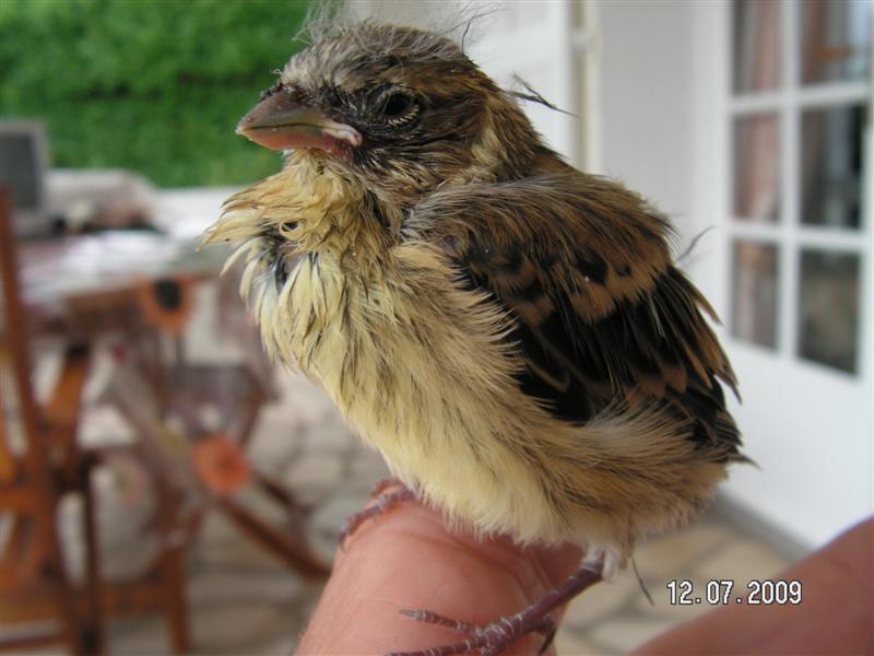 PICT0005a (Medium) (2).JPG