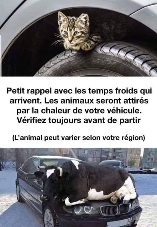 Ah la vache.jpg