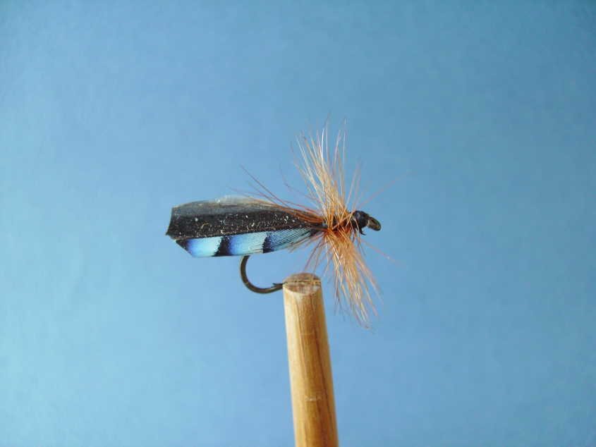 Mes mouches (63).jpg