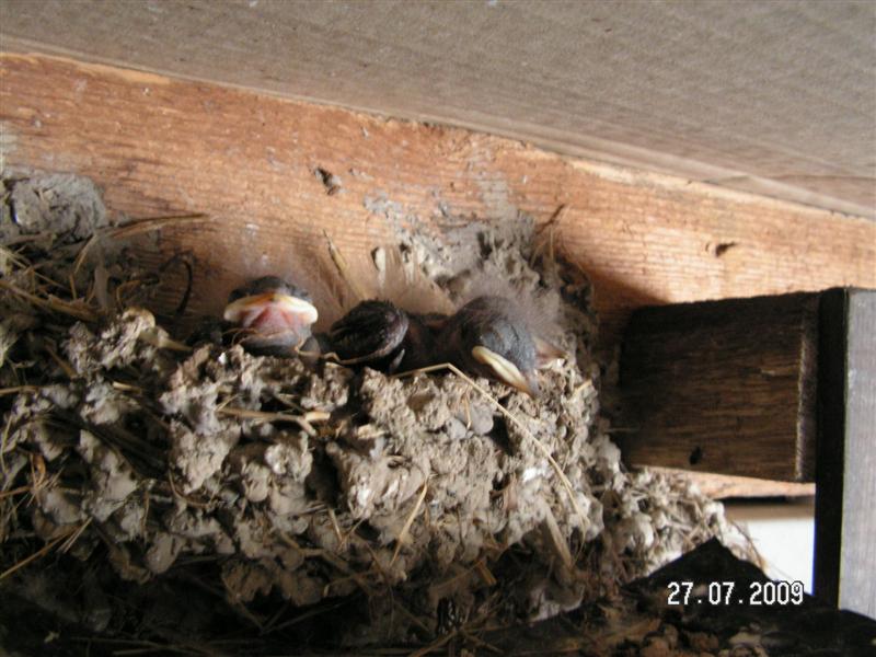 PICT0029 (Medium).JPG