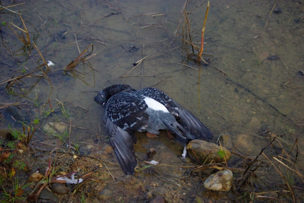 Pigeon.jpg