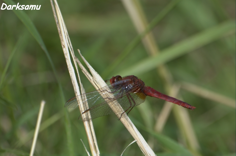 DSC_1695.jpg