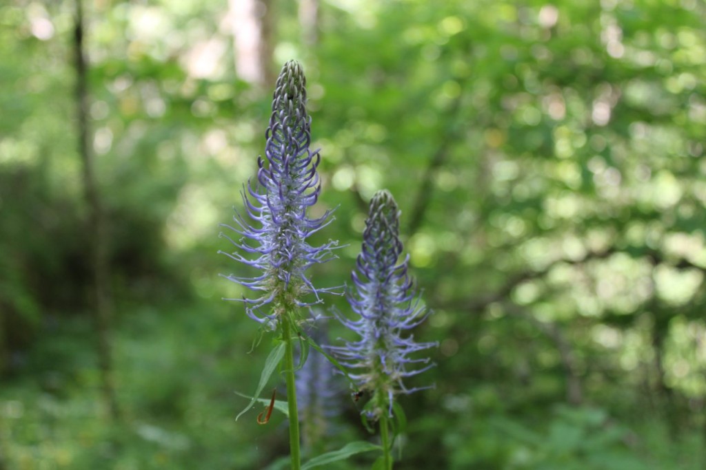 BC8B9EB1-4FA6-452C-8871-F2F3932C6BD8.jpeg