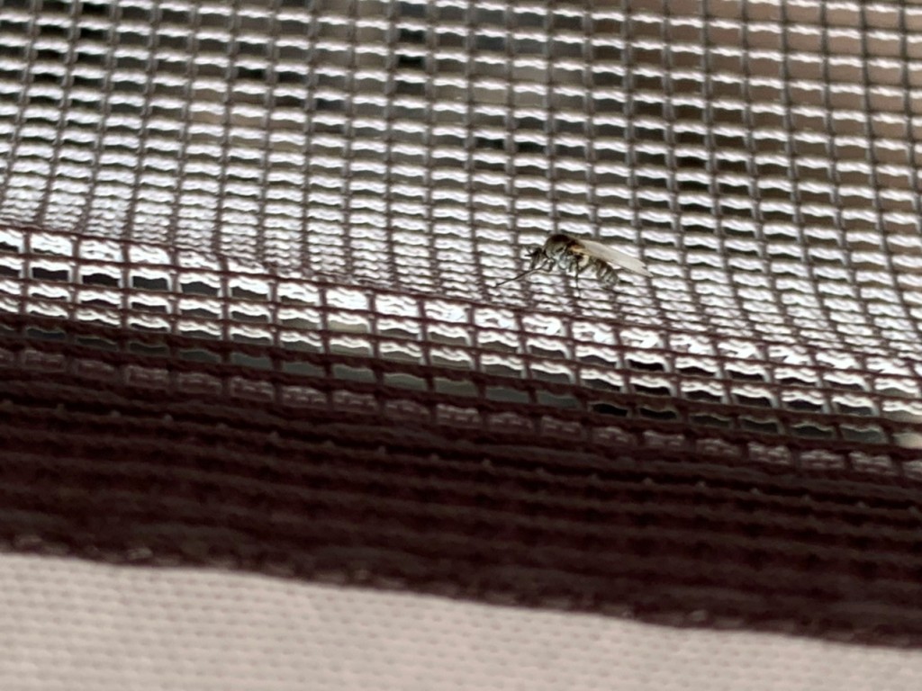 IMG_7918.jpeg (395.29 Kio) Vu 6939 fois un jeune moustique tout aussi redoutable