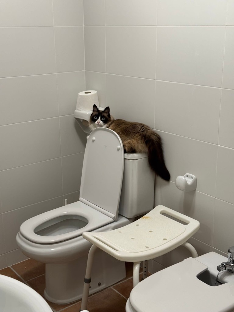 IMG-20250702-WA0003.jpeg
