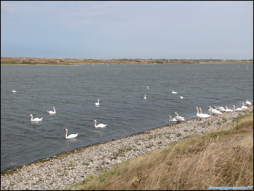 IMG_0396 [1000X750].JPG