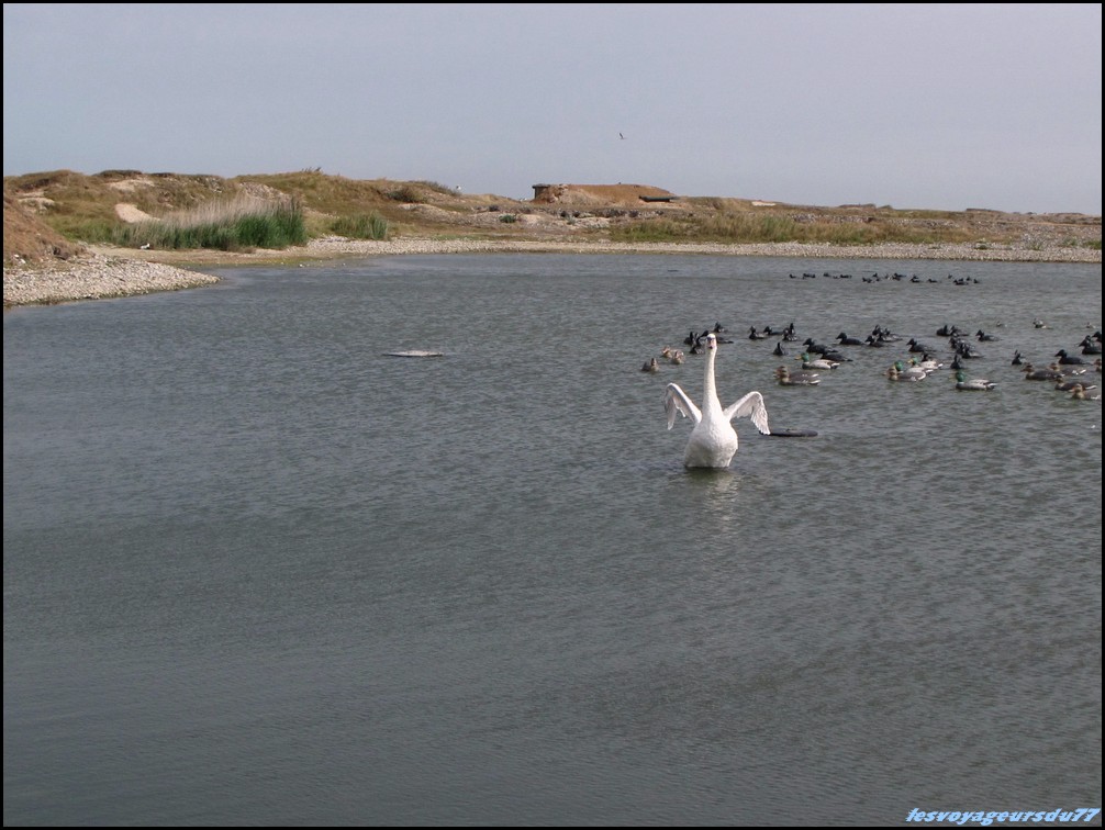 IMG_JPG [1000X750].jpg