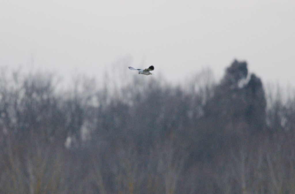 Elanion blanc  vol 4.jpg