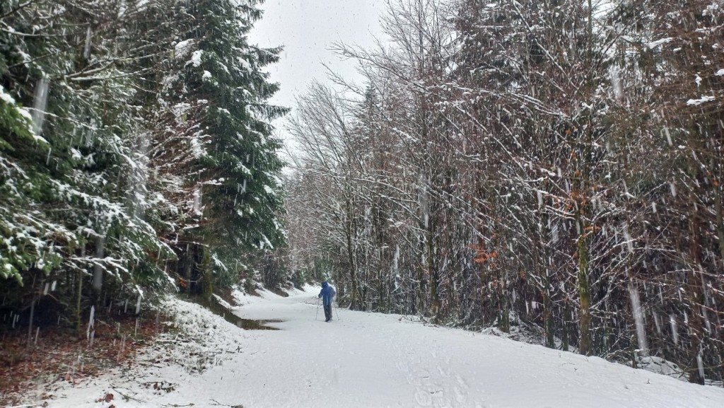 Ballade dans les bois