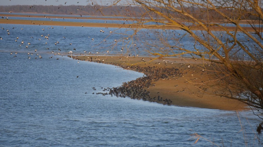 Beaucoup d'oiseaux au Lac du Der
