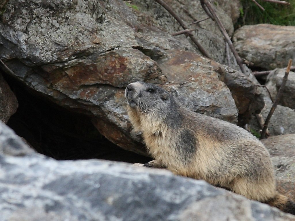 marmotte.jpg