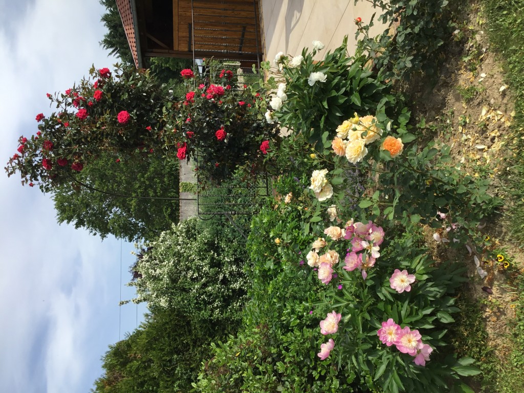IMG_0052.jpeg