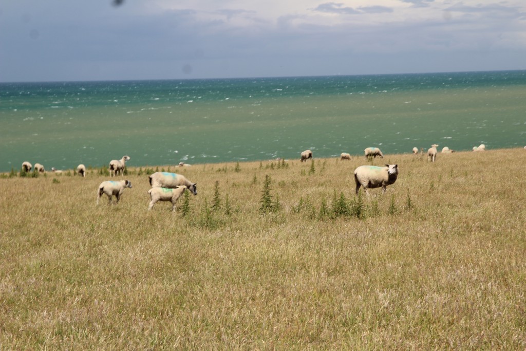 IMG_7669.JPG (7.12 Mio) Vu 2655 fois Un champ de côtes, normal nous sommes sur la Côte d'Opale.