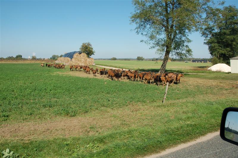 DSC_1050 (Medium).JPG