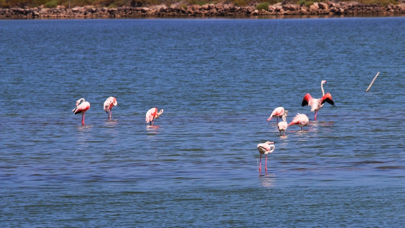 Ils sont là, Plage des Aresquiers