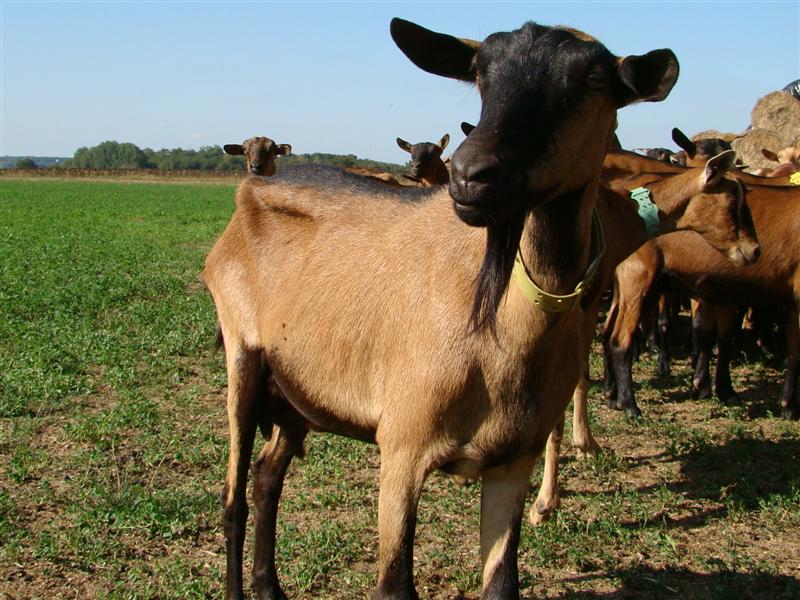 DSC06744 (Medium).JPG