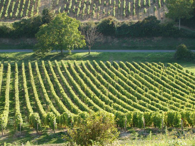 DSC06541 (Medium).JPG