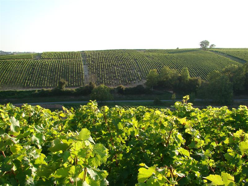 DSC06606 (Medium).JPG