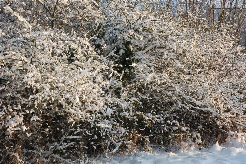 DSC_1891 (Medium).JPG