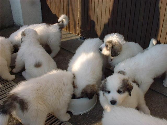 0704diner (Small).JPG