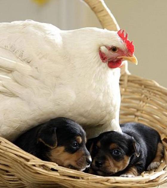 la-poule-mabel-couve-les-chiots-1.jpg