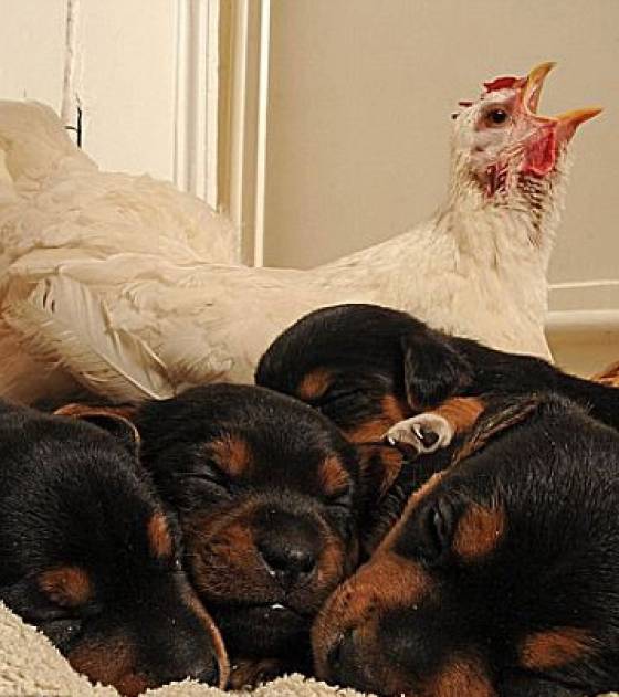 la-poule-mabel-couve-les-chiots-2..jpg