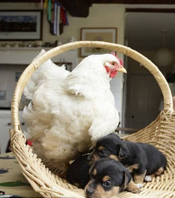 la-poule-mabel-couve-les-chiots-3.jpg