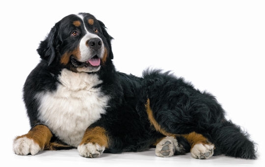 bouvier.jpg