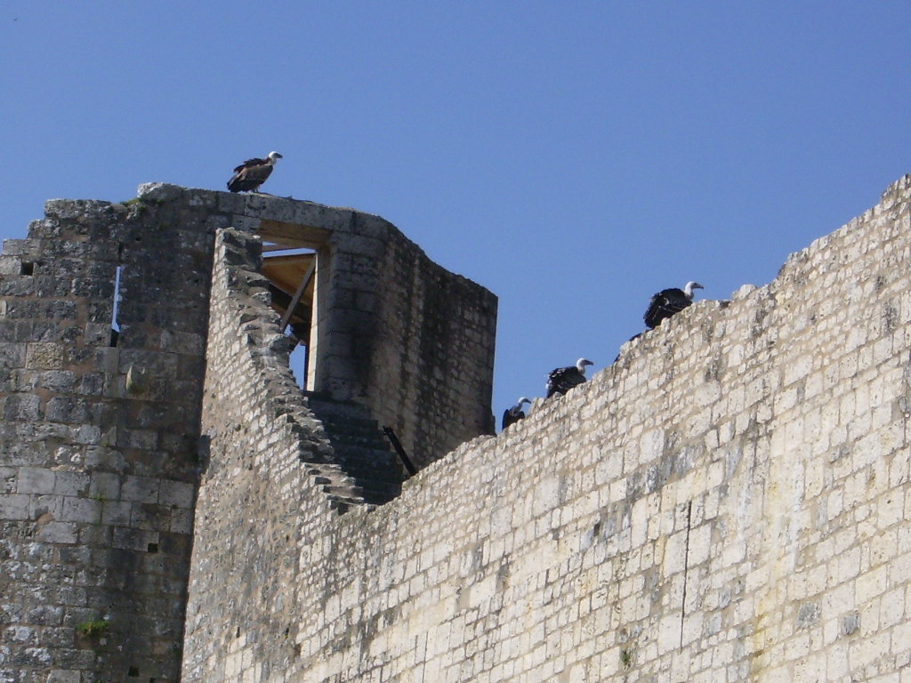 IMGP1231.JPG