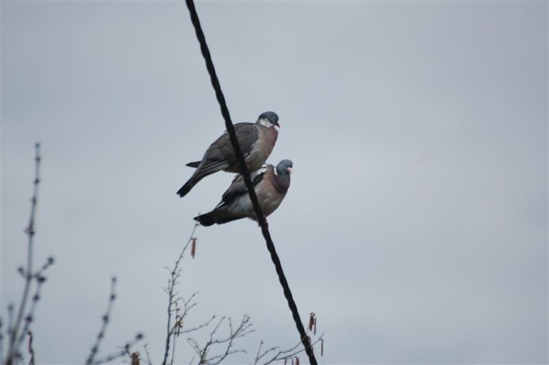 DSC_2811 (Medium).JPG