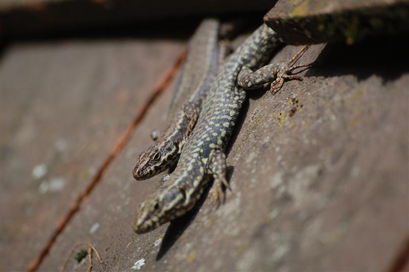 DSC_2849 (Medium).JPG