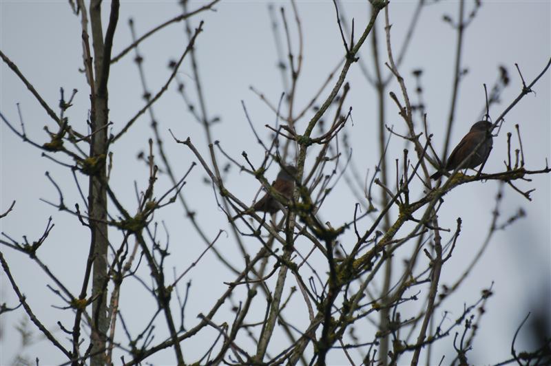 DSC_2825 (Medium).JPG