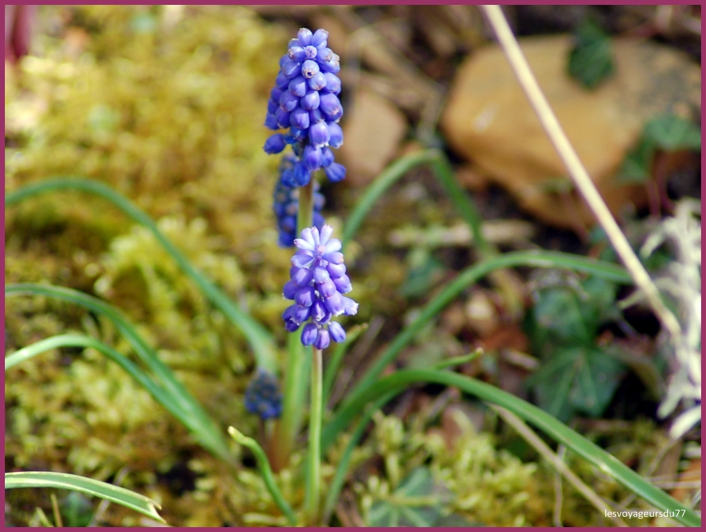 muscari .JPG