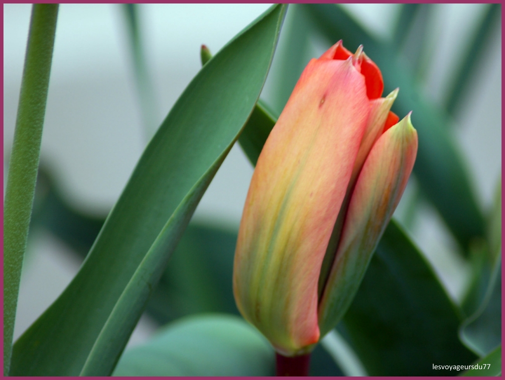 tulipe .jpg