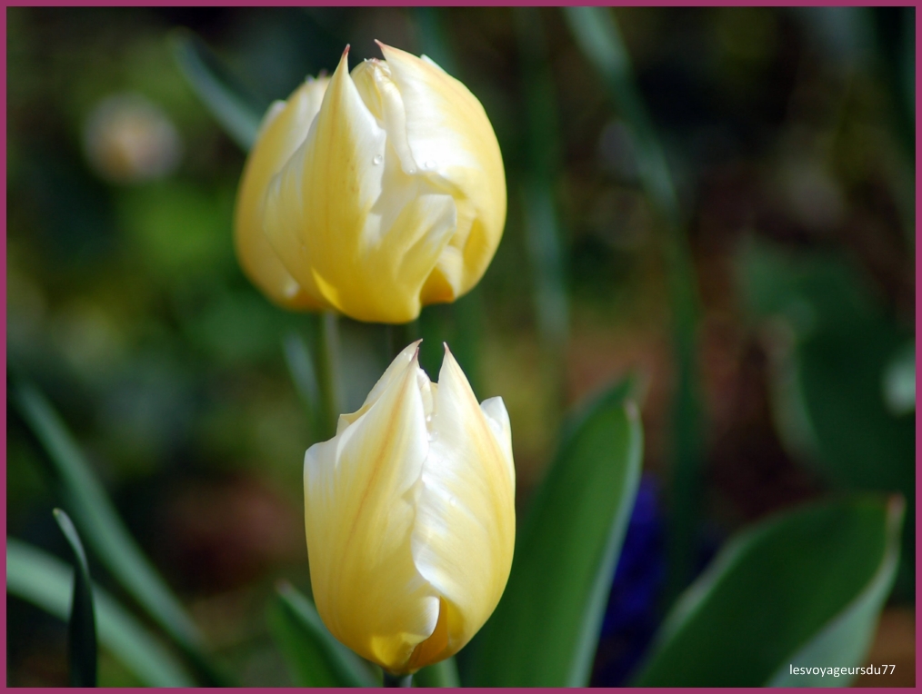 tulipe (2) .jpg
