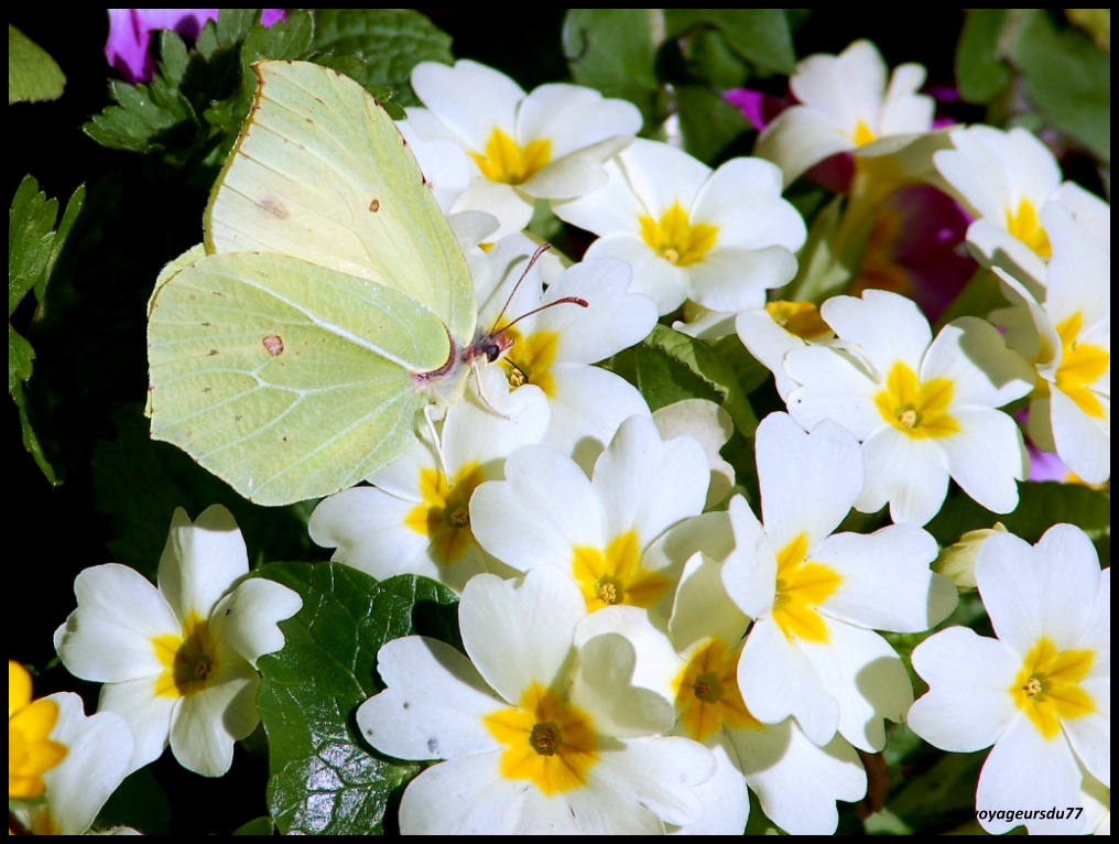 papillon [1000X750].jpg
