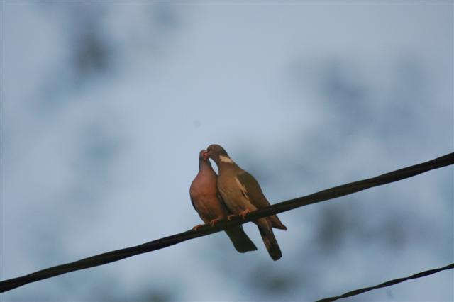 DSC_3141 (Small).JPG