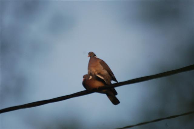 DSC_3145 (Small).JPG