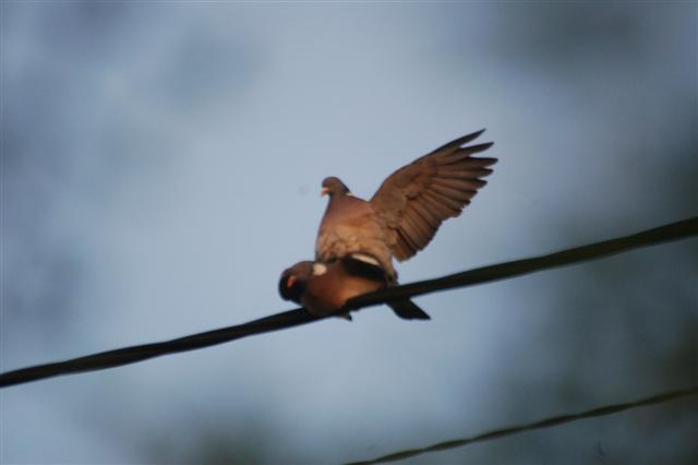 DSC_3147 (Small).JPG