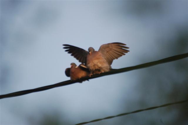 DSC_3149 (Small).JPG