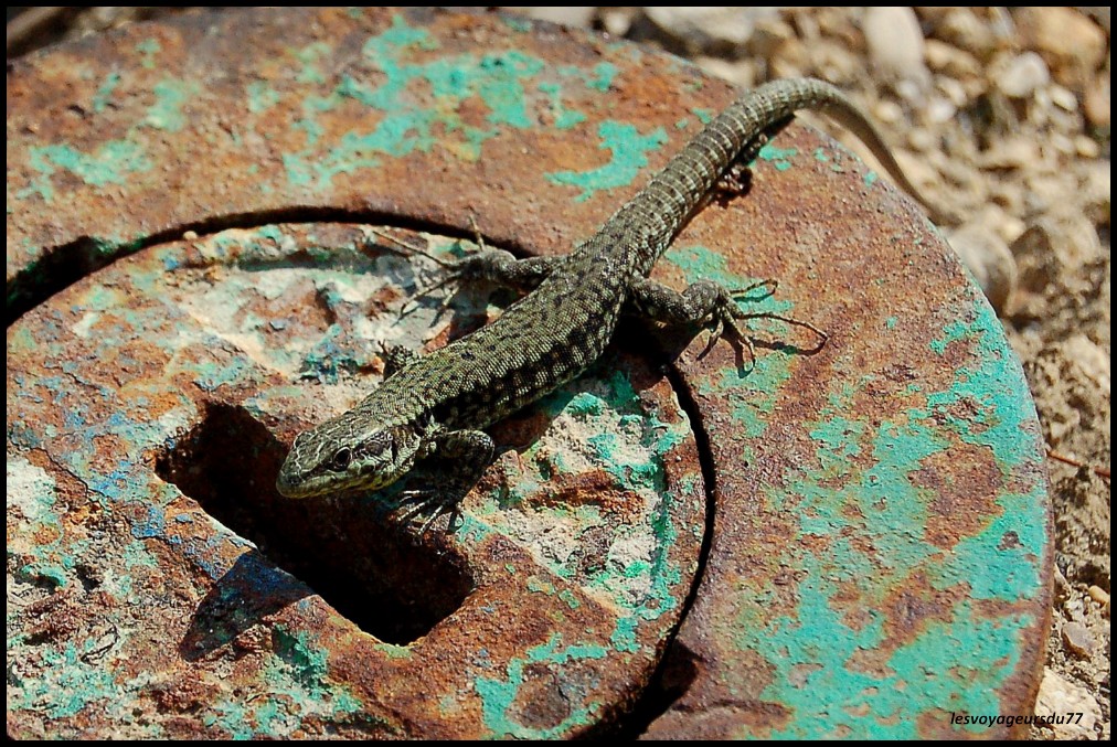 lezard [1000X750].jpg
