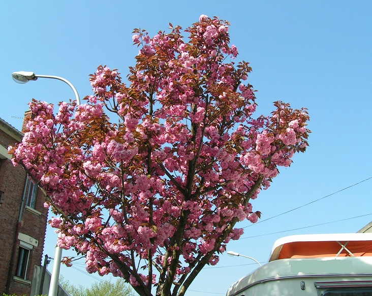 Eriba Toinette printemps 2010-04-02.jpg