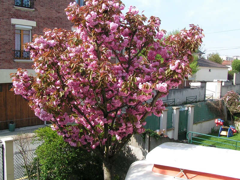 C'est beau mais quand les fleurs tombent, il y a du boulot pour nettoyer le toit de Toinette!