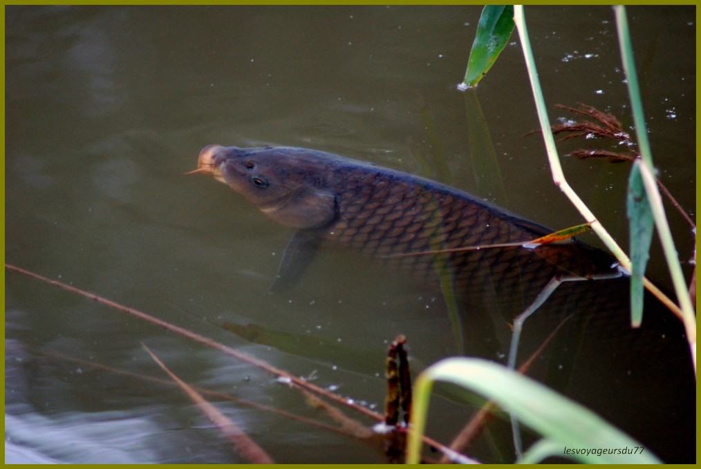 poisson.JPG