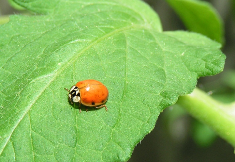 Coccinelle du jardin 07-2010.jpg