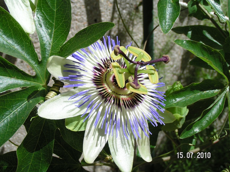 Paciflore du jardin  07-2010.jpg