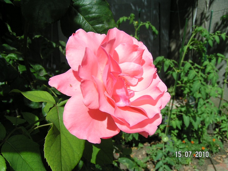 Rose du jardin 07-2010.jpg