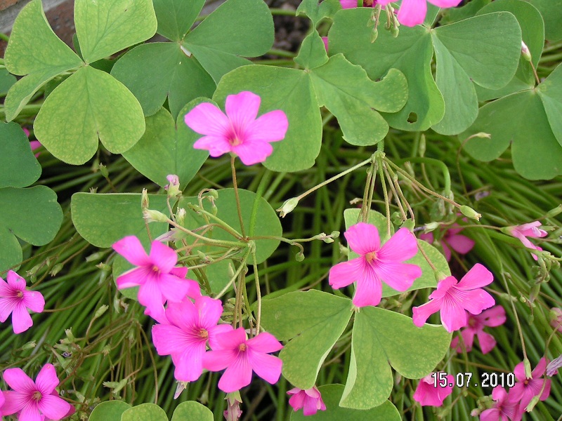 Trèfles du jardin 07-2010.jpg